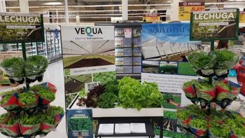 Esta pyme aplica hidroponía y ya entró en una gran cadena de supermercados