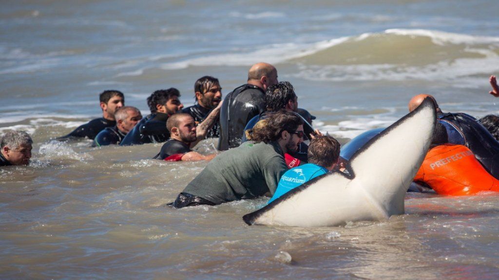Rescataron a seis de siete orcas varadas en Mar Chiquita