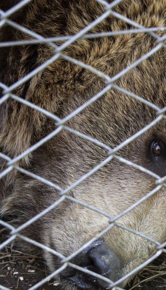 Trasladan a los animales del ex zoo de Luján: el operativo histórico para rescatar a Gordo, Florencia y Flora