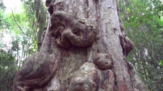 Quiso hacerse un mate y quemó el árbol más antiguo de Misiones