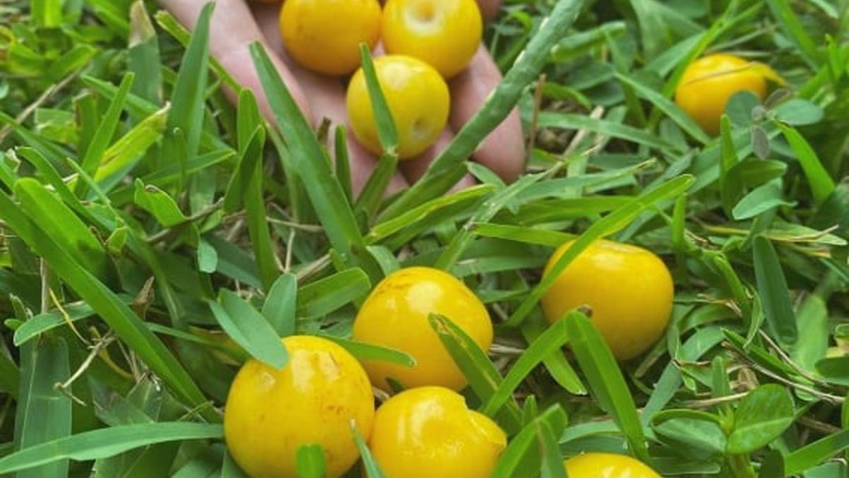 Fruta DIVINA, piel SUAVE Y TENSA: el alimento que reduce arrugas por su COL&Aacute;GENO