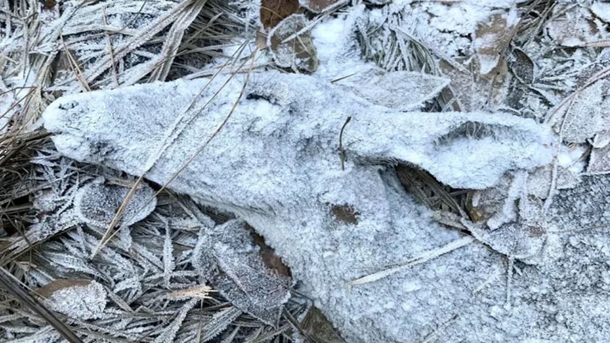 (Foto: Gentileza Wildlife Photographer of the Year) (Foto: Gentileza Wildlife Photographer of the Year)