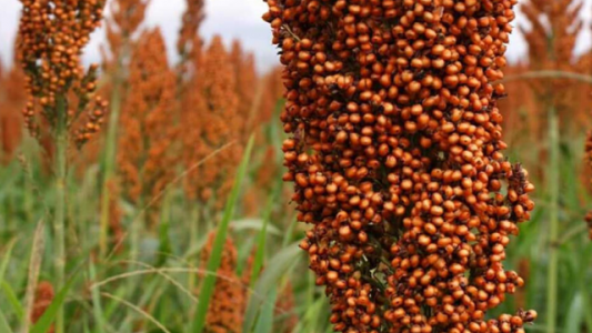 China viene por el sorgo: más compras por las disputas con Estados Unidos y Australia