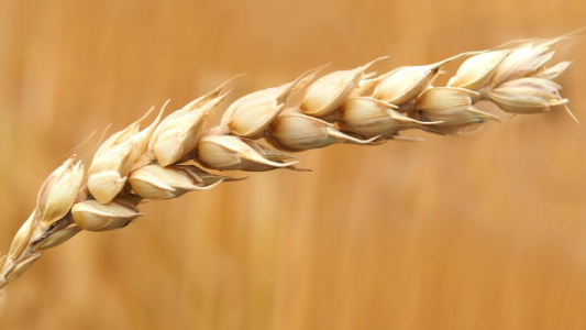 Las lluvias demoran la implantación de trigo al sur del área agrícola