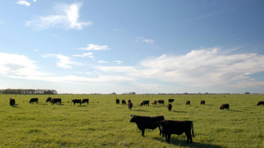 Desde 2002 se perdió el 32% de los establecimientos de ganadería bovina