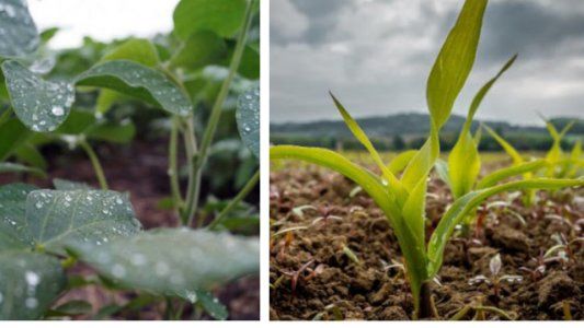 Las lluvias frenaron el deterioro de la soja y el maíz