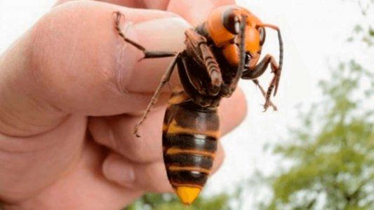 Impresionante video muestra letalidad de ataque de avispón gigante que llegó a EE. UU.