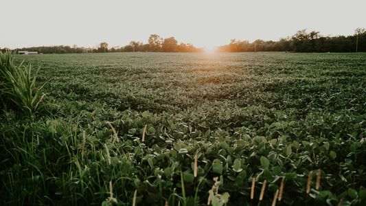 Gobernadores y dirigentes agrarios celebraron la baja de las retenciones al campo: Una muy buena señal