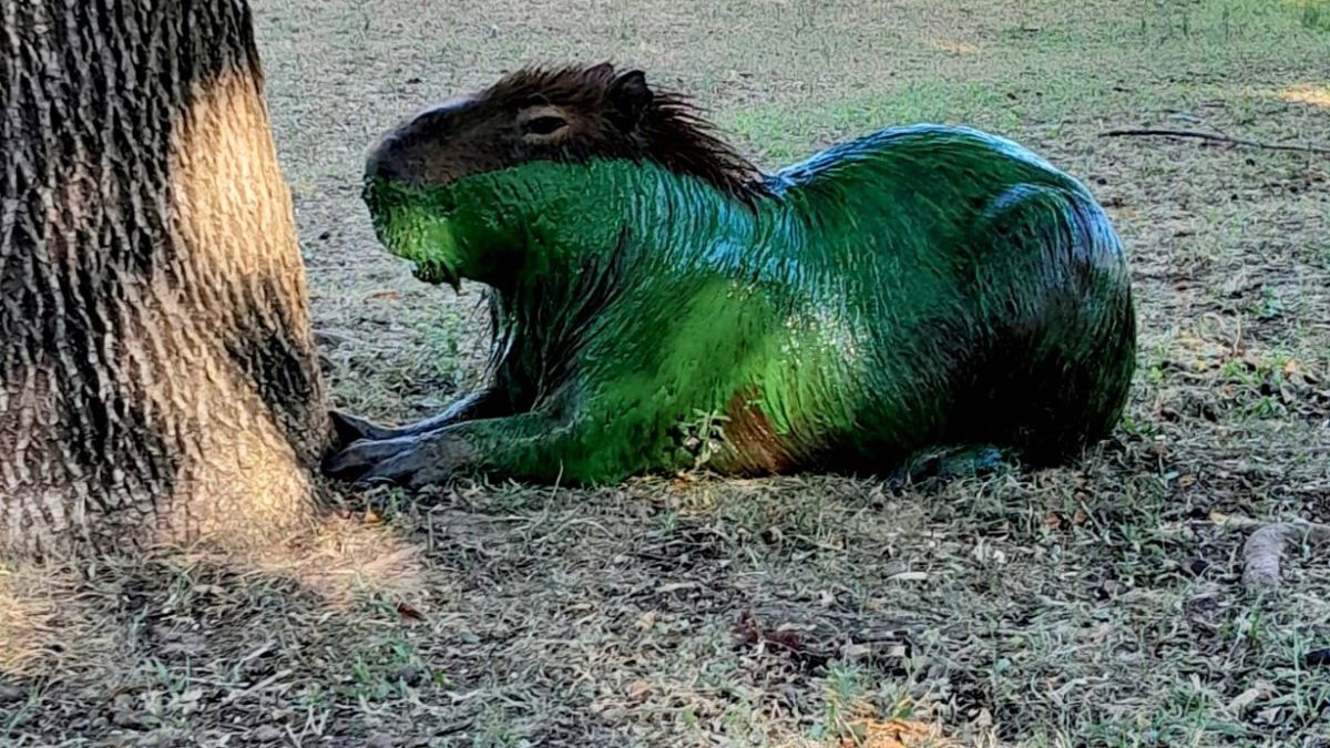 Las imágenes de los animales con un llamativo tono verdoso se viralizaron en redes.