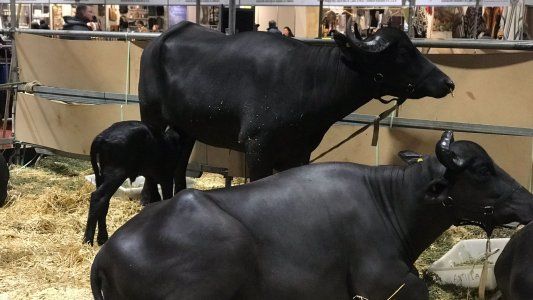 Nació una búfala en La Rural: la cabaña productora se salvó de perder todo en los incendios de Corrientes