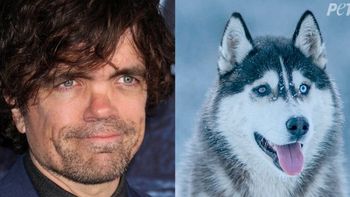 Peter Dinklage lidera campaña animalista para no comprar perros husky por moda de Game of Thrones