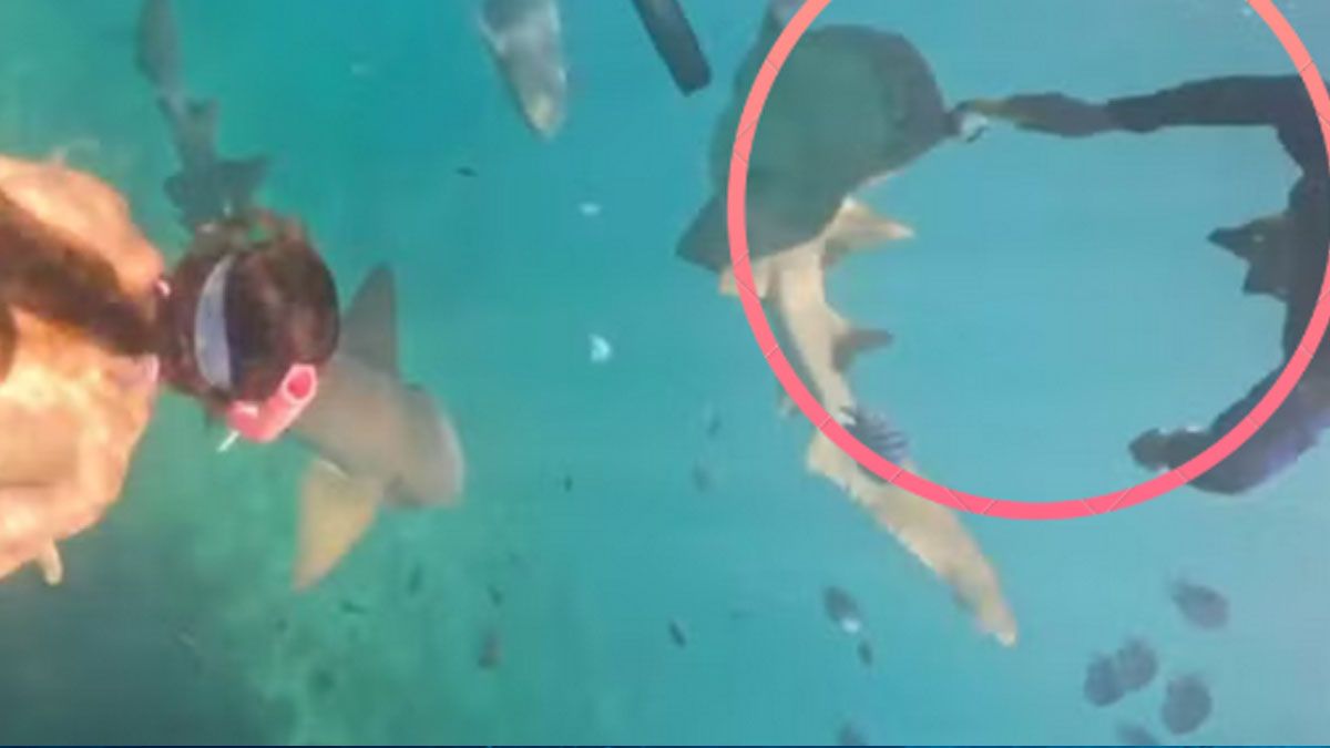 El tiburón comienza a girar su cuerpo para atacar. (Foto: Captura de TV)