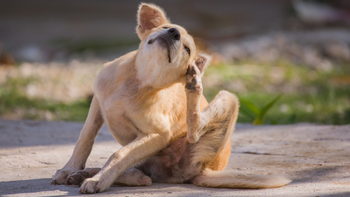 Trucos infalibles para evitar que tu perro tenga pulgas y garrapatas
