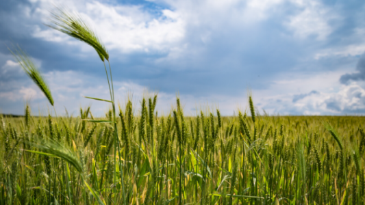 La siembra de trigo ya cubre el 87% de la superficie proyectada, pero podría reducirse por falta de lluvias