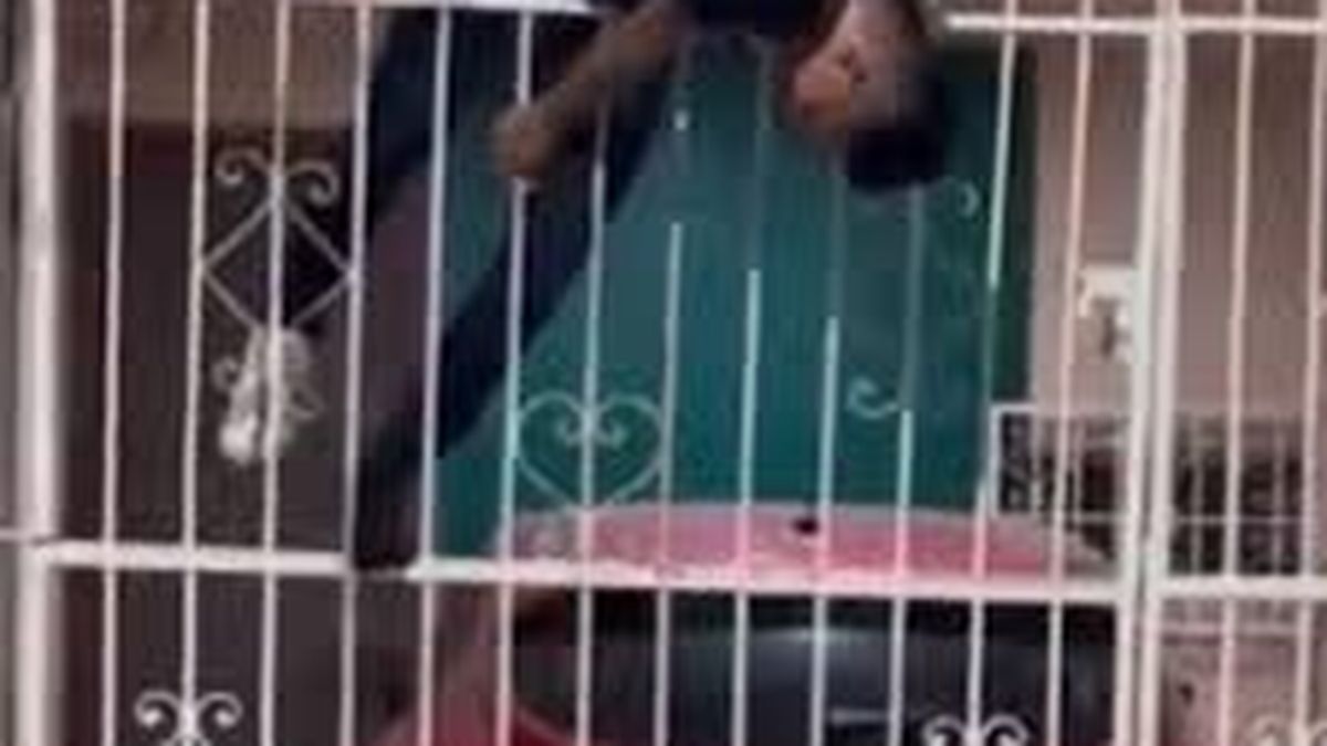 Video: robó, huyó y al escapar quedó clavado en una reja