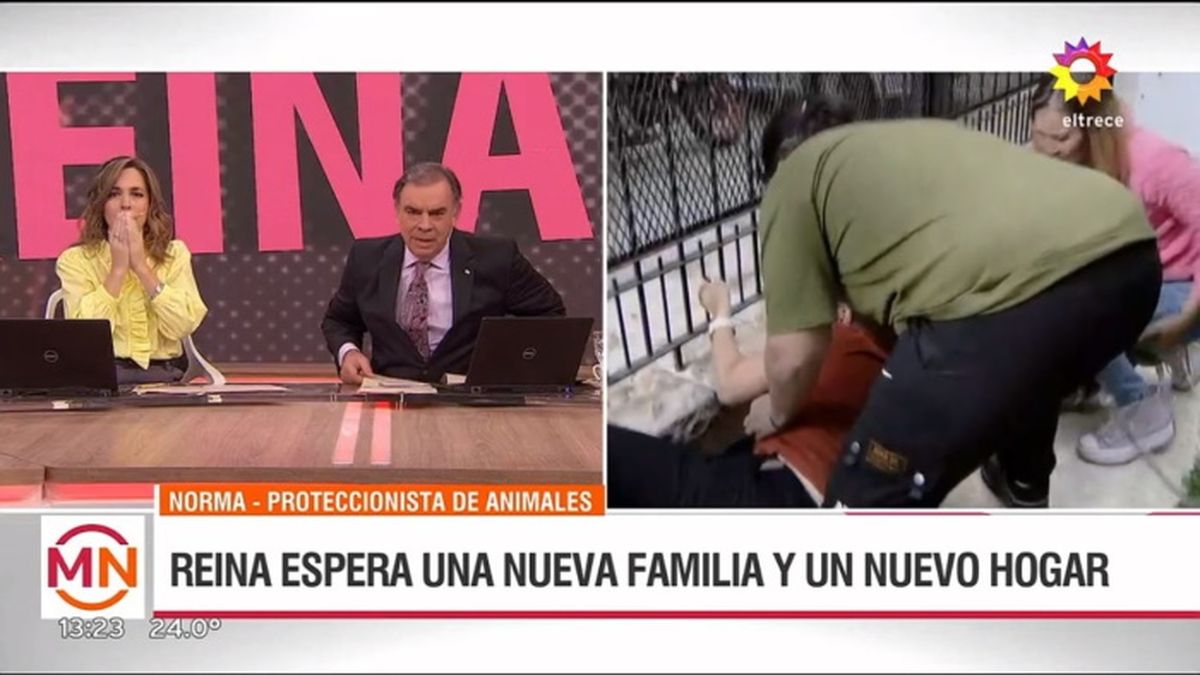 Tras caerse la periodista Cecilia Insinga en el aire del noticiero de El Trece, la entrevistada la ayudó a levantarse y seguir con la nota. 