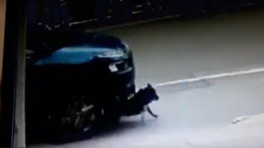 Video: el momento en el que un automovilista atropella a un perro y se fuga