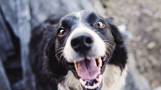 Respira profundo al saber cómo ve el perro a los seres humanos