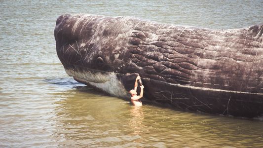 Encontraron un cachalote muerto, le abrieron la panza y se hicieron millonarios