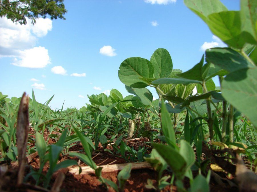 El informe del USDA impulsó los precios de la soja en el mercado de Chicago.