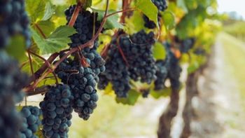 Industria del vino: la vendimia y la falta de insumos en el sector
