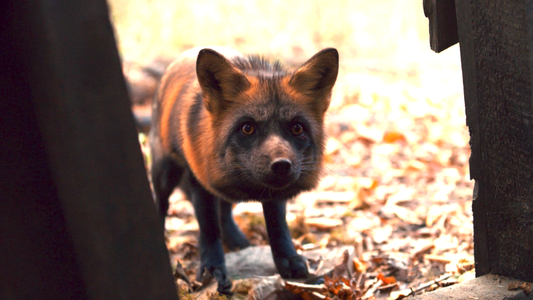 Netflix: ¿Cuál es el significado del zorro de Anne with an E?