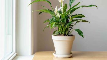 Espatifilo o Lirio de la paz, un a de las plantas más efectivas para purificar el aire de una casa u oficina. Espatifilo o Lirio de la paz, un a de las plantas más efectivas para purificar el aire de una casa u oficina.