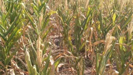 Las lluvias no fueron suficientes y continúa el riesgo de alto déficit hídrico para los cultivos