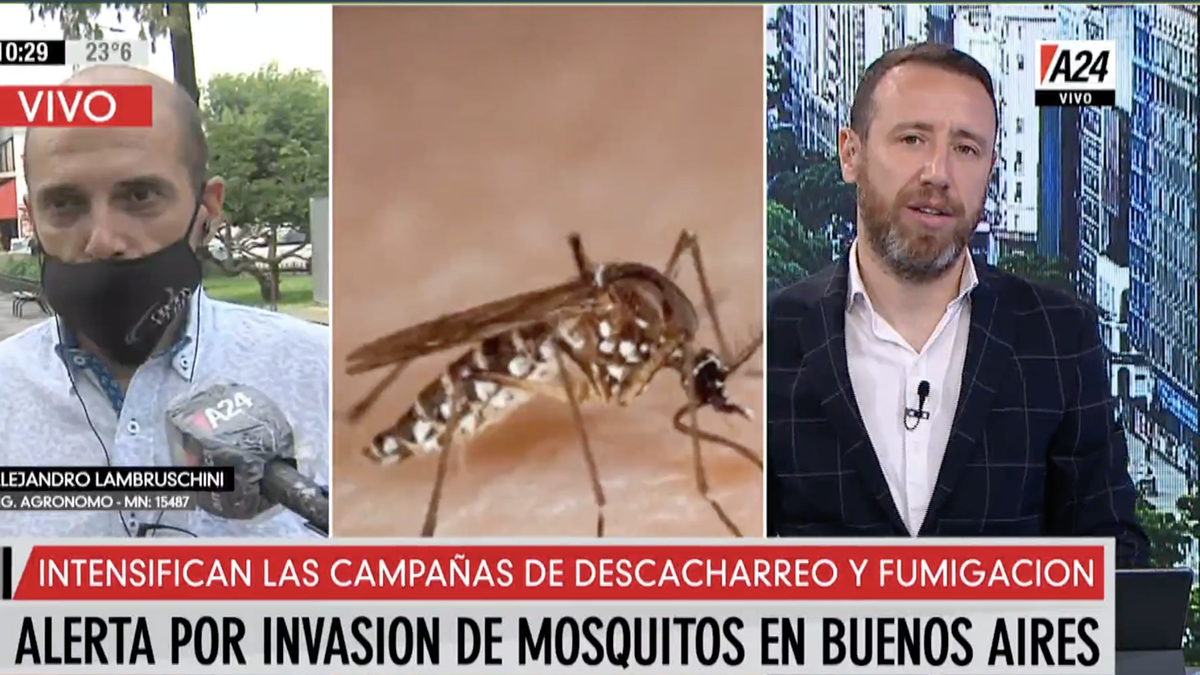 Invasi N De Mosquitos En Buenos Aires Son Muchos Y Muy Molestos Pero