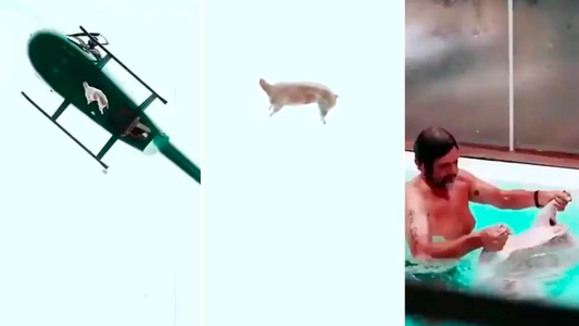 Nuevo video del cordero cayendo del helicóptero: Federico Álvarez Castillo aparece en la pileta