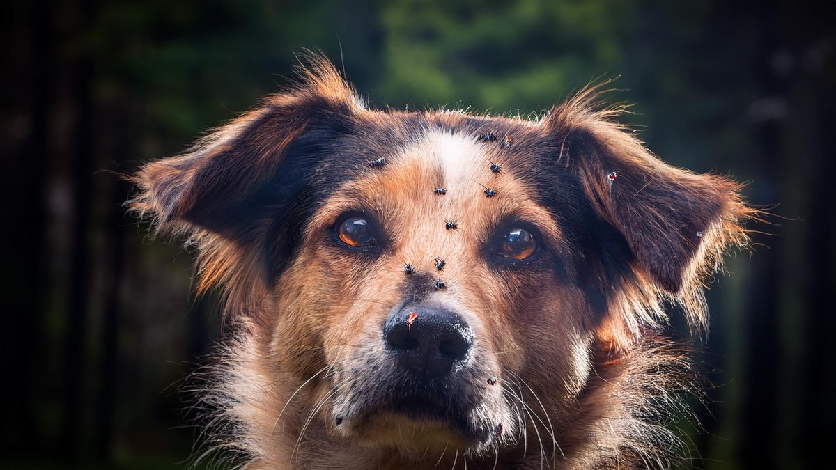 ¿Los mosquitos transmiten dengue a perros y gatos?