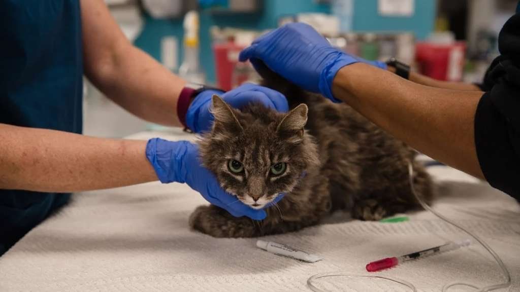 Animales contagiados de coronavirus: ¿Qué hacer si tu mascota tiene COVID-19?