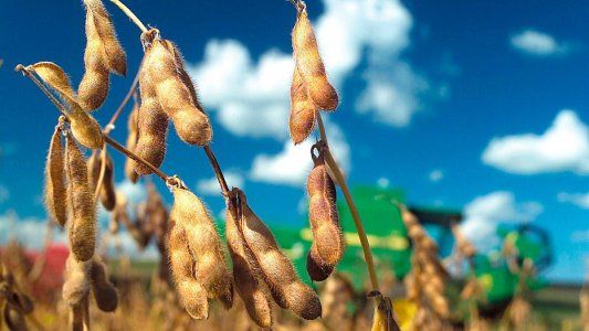 La cosecha de soja caería un 10% este año y sería menor a 50 millones de toneladas