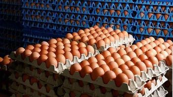 LA VERDAD que no todos conocen: cuantos huevos trae un maple