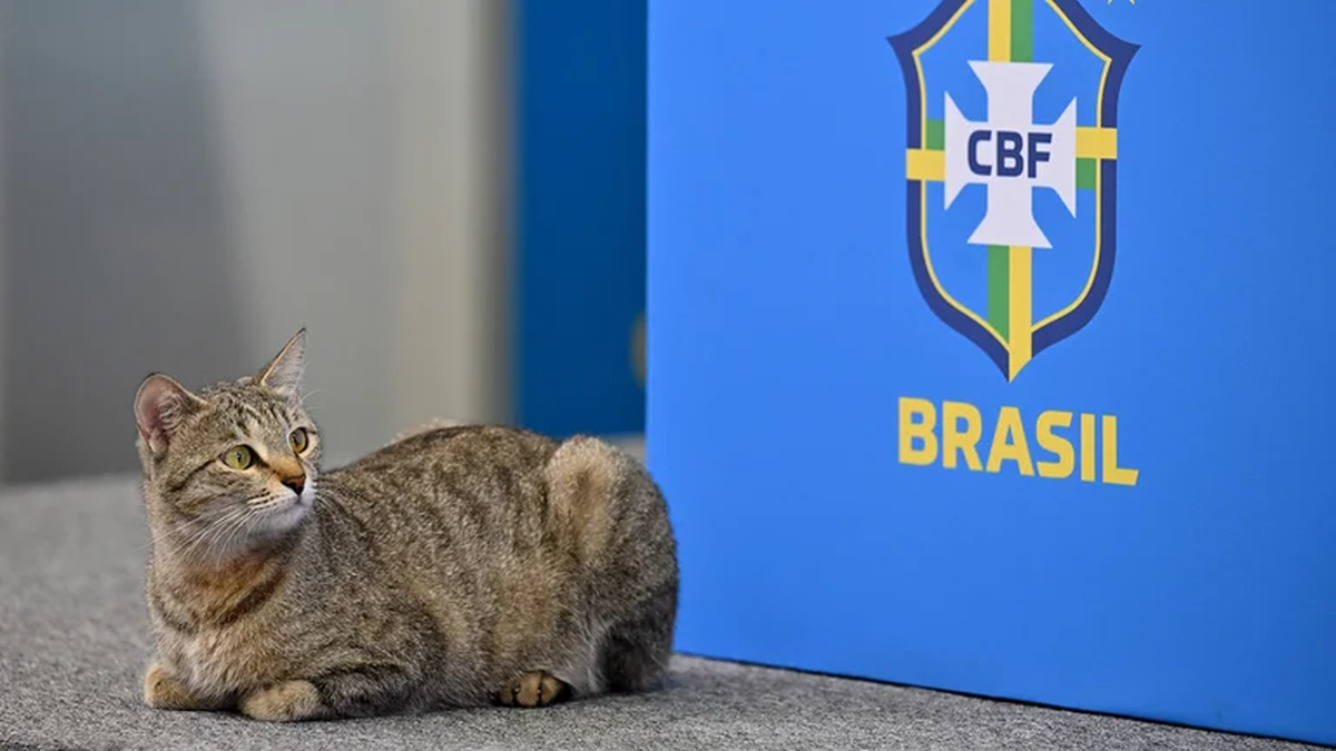 ¡INSÓLITO! Maltrato a un gato en la conferencia de prensa de Vinicius Júnior de Brasil