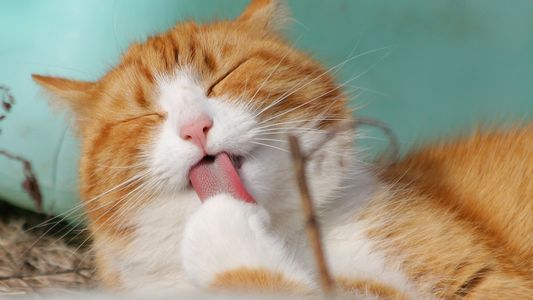 Qué debo saber antes de adoptar un gato