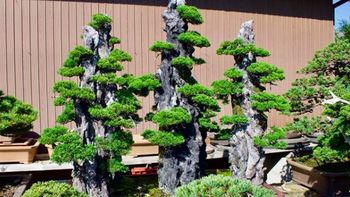La tendencia en el arte del bonsai: crear bosques pequeños