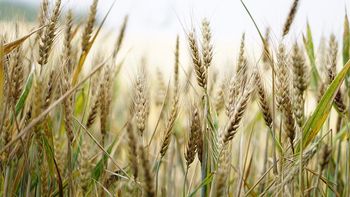 La guerra entre Rusia y Ucrania hizo saltar los precios del trigo &nbsp;