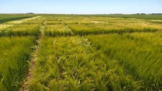 Acuerdo público-privado para que la agroecología llegue a las cervezas industriales