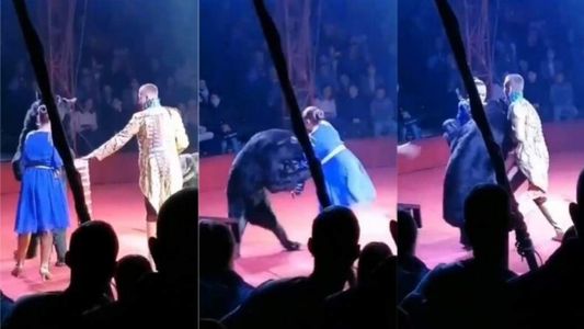 ¡Impactante! Un oso atacó a una mujer embaraza en pleno show