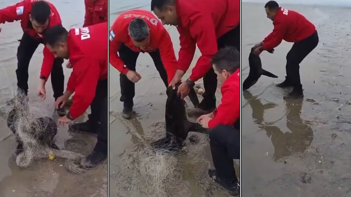 Conmovedor rescate a un lobo marino atrapado en una red
