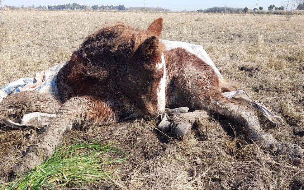 Maltrato de animales: Rescataron 400 caballos desnutridos en Ezeiza
