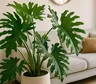 La planta de interior que gana terreno frente a la lengua de suegra