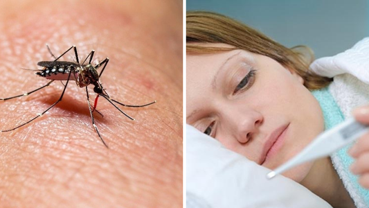 Brote histórico de dengue en Argentina: cómo diferenciar los síntomas del Covid-19