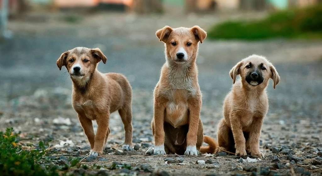 Dieron marcha atrás con la eutanasia para perros y gatos callejeros