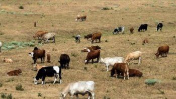 La ganadería de Entre Ríos sufre grandes pérdidas y complicaciones por la sequía