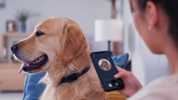 El collar analiza sonidos y comportamientos de perros y gatos mediante inteligencia artificial para interpretar posibles emociones y necesidades.