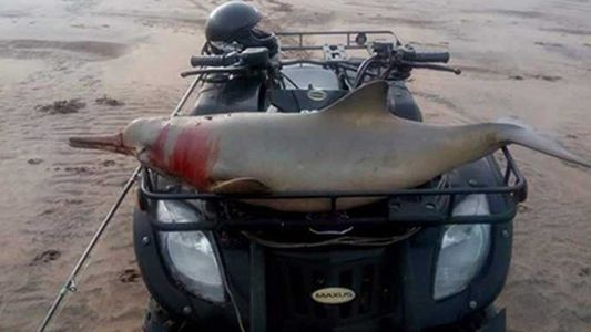 El Gobierno denunció al turista que capturó un delfín en peligro de extinción en Mar del Tuyú