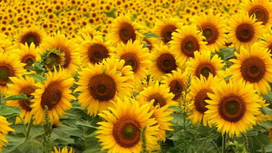El avance de la cosecha deja rindes históricos para el girasol, pero nuevos recortes para la soja