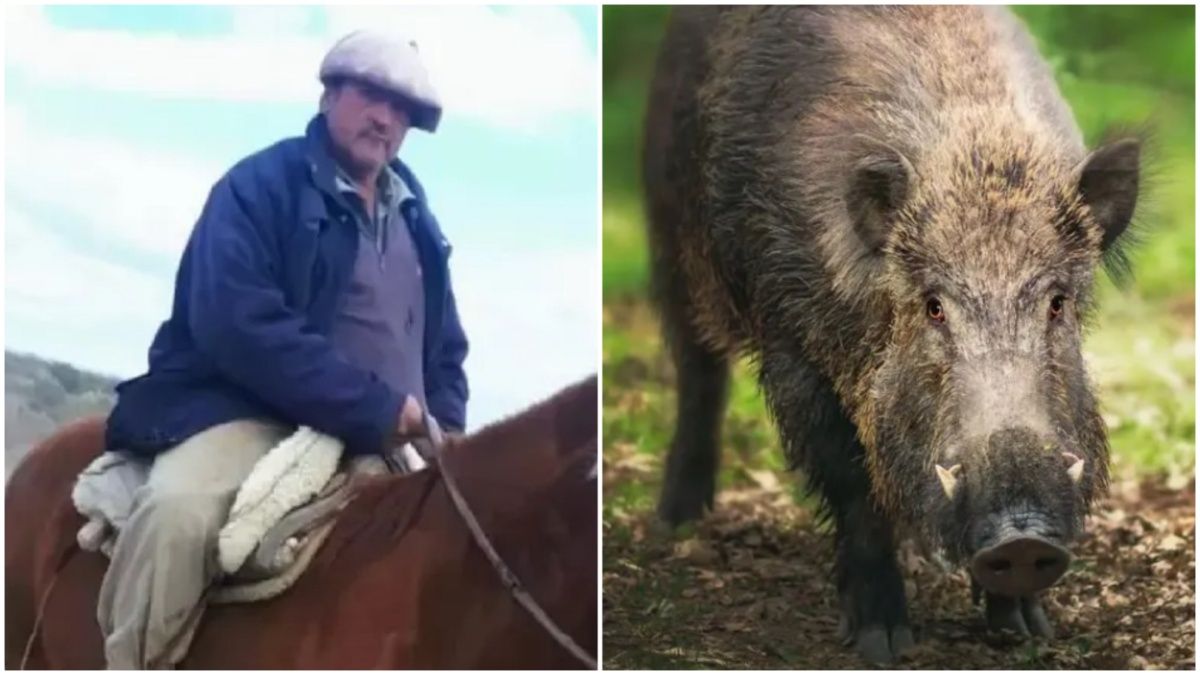 El brutal ataque de un jabalí a un hombre.&nbsp;